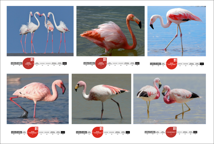 flamingo conservation status.png
